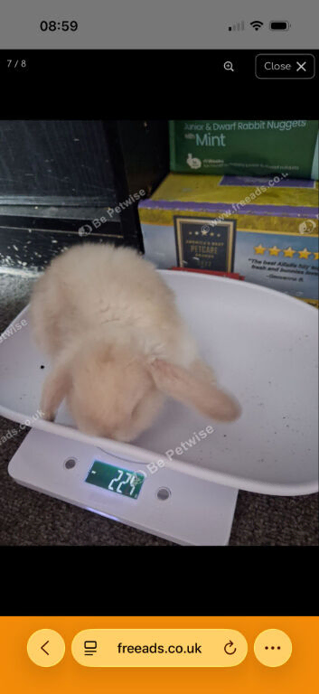 3 beautiful mini lops