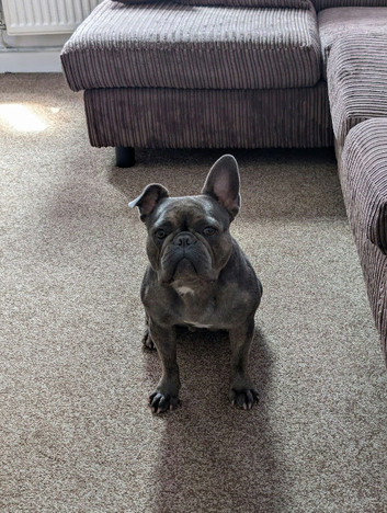 bonnie