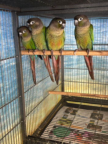 Green Cheek Conures
