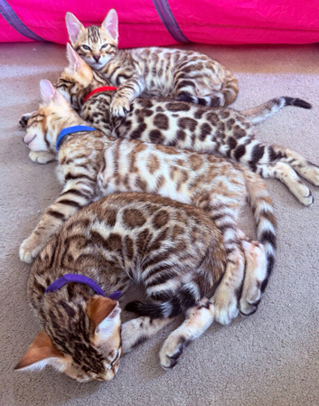 Stunning Bengal Kittens. TICA Registered. 1 Boy and  2 Girls available