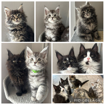 AMAZING TICA REGISTERED MAINE COON KITTENS