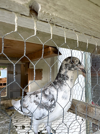 11 Racing Pigeons for Sale &ndash; &pound;200