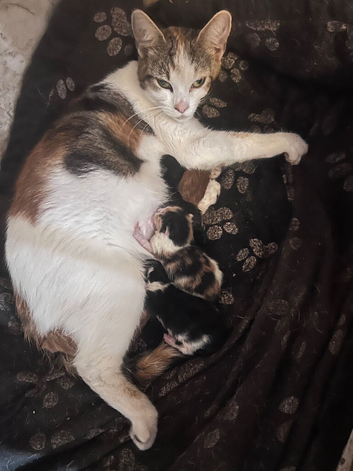 Calico / ginger kittens