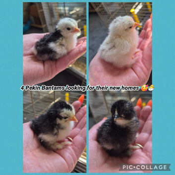 Pekin bantam chicks for sale