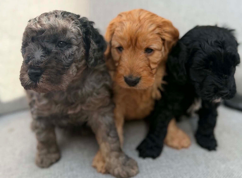 F1B Toy Cockapoo 3 left