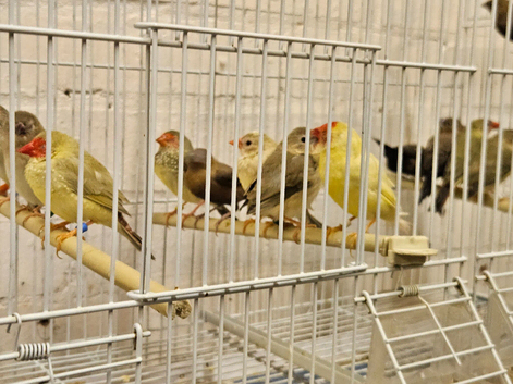 Star finch