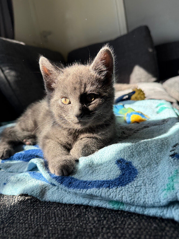 Grey British shorthair kitten