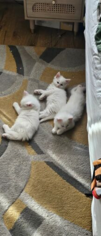 3 Maine Coon kittens, 1 girl, 2 boys