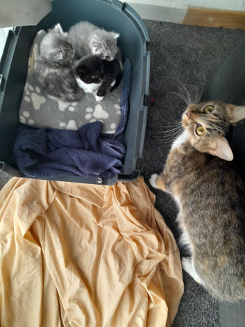 3 kittens looking for forever homes