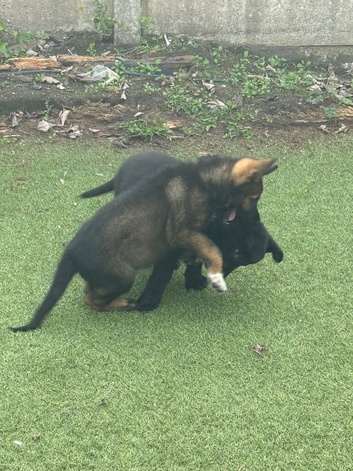 GSD PUPPIES
