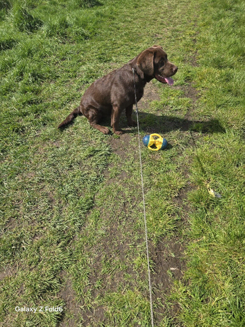 Beautiful Labrador