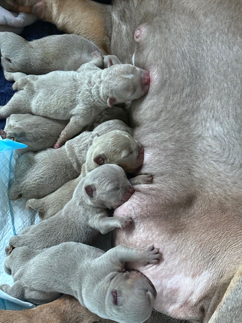 English bulldog puppies
