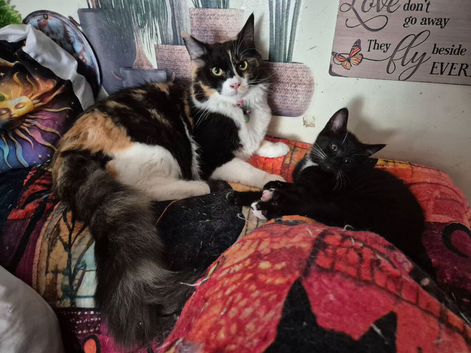 Maincoon x Siamese Babies Ready Now for forever LOVING homes