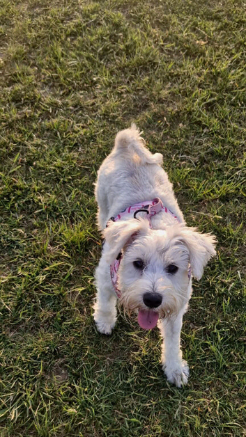 Miniature Schnauzer puppies