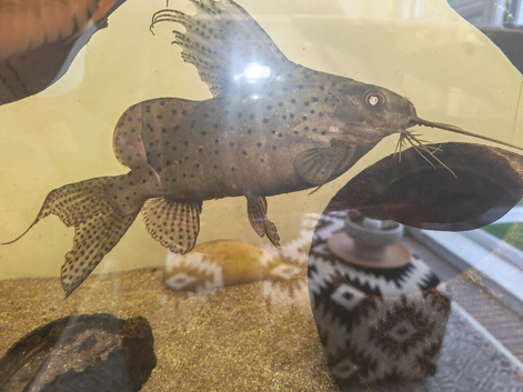 Syndontis Catfish/Feather Fin (upside down catfish)