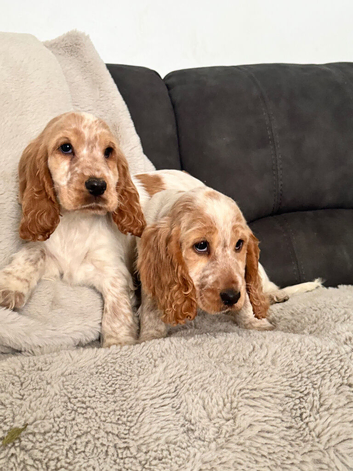 2 show type cocker spaniel puppies boy and girl