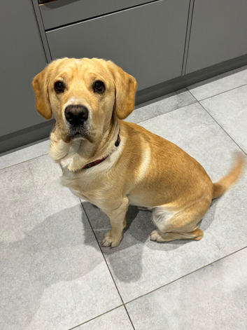 Reluctant sale Labrador X Sprocker, absolutely no fault of his own.