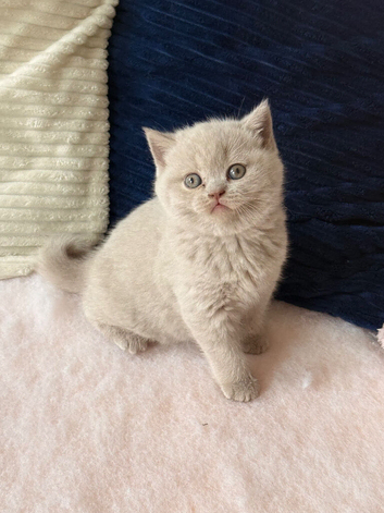 British blue kittens