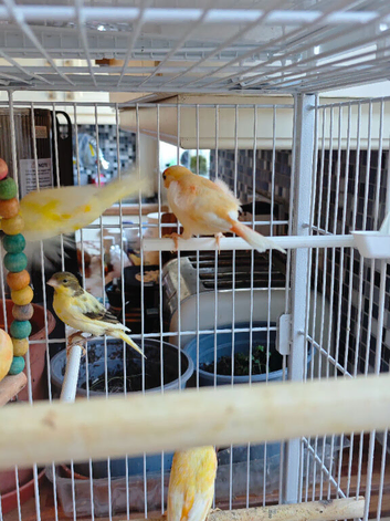 9 canaries for sale