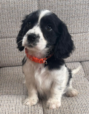 Cavalier x cavapoo puppies fully vaccinated