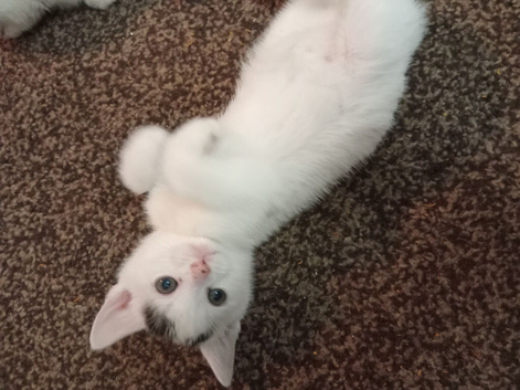 5 gorgeous Kittens for sale