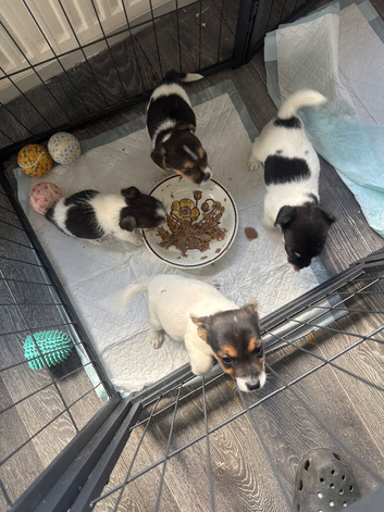 Jack Russell x Shih Tzu