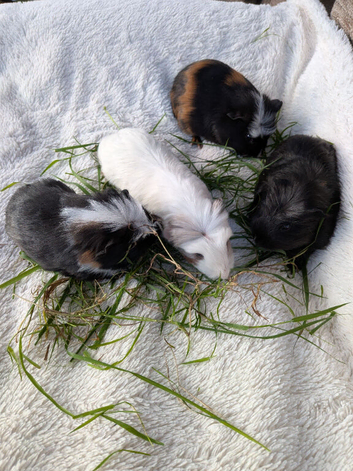 Male Baby Guinea pigs for sale
