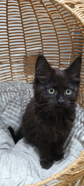 Maine coon cross ragdoll kittens