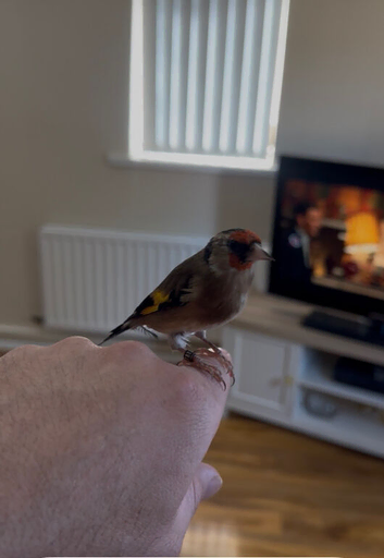 Goldfinch hand tame
