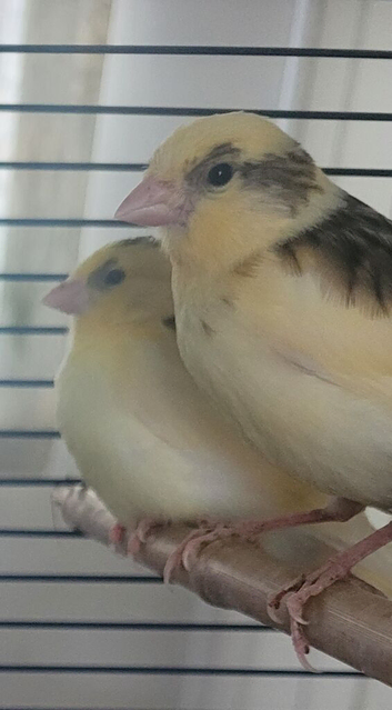 X4 Canaries 7 weeks old stunning colours &pound;30 each