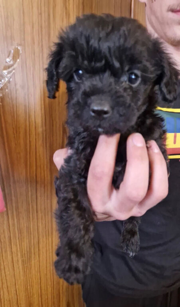 Cavapoo girl