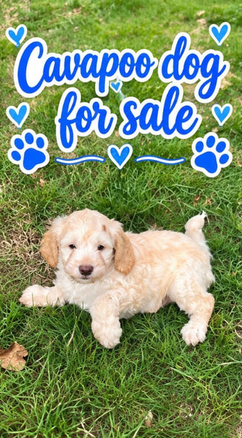 Cavapoo puppies