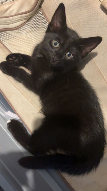Kitten