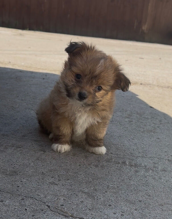 pomchi puppies.