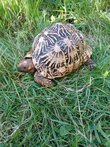 ADULT FEMALE INDIAN STAR TORTOISE PROVEN BREEDER