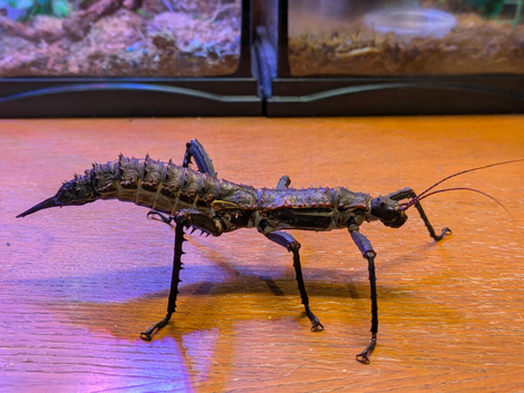 Stick Insects - Eurycantha horrida & Necroscia annulipes