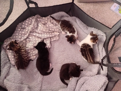 2 kittens for sale