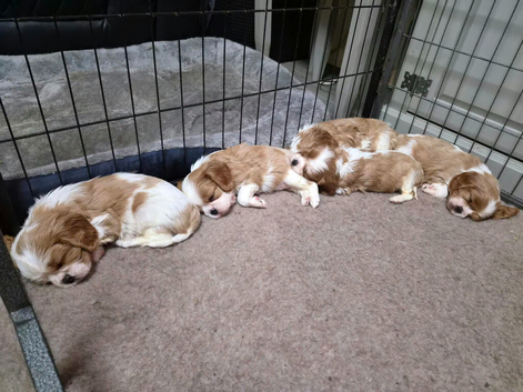 Cavalier King Charles Spaniel Pup's