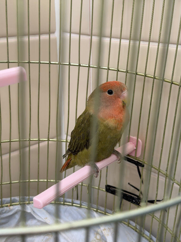 Love bird
