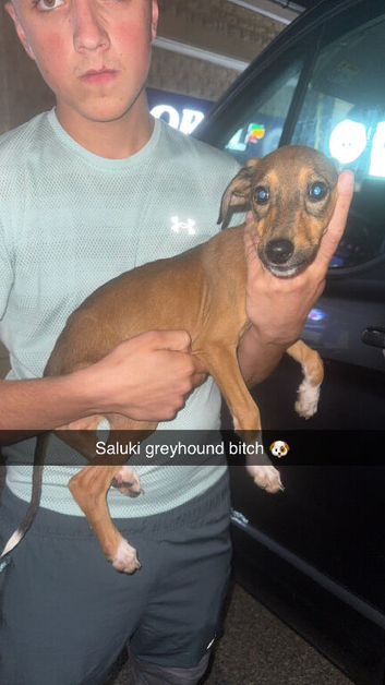 Saluki greyhound