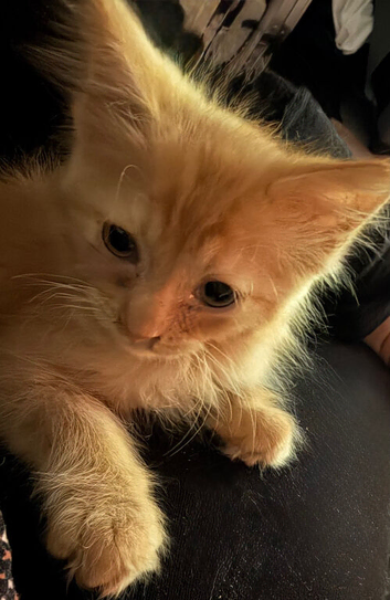 Ragdoll Shpynx cross kittens ginger and white and ginger