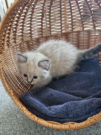 Beautiful ragdoll kittens