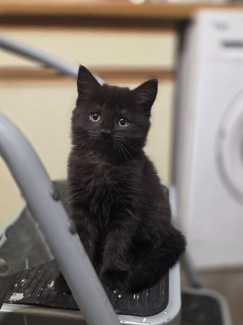 2x Female black kittens looking for loving homes