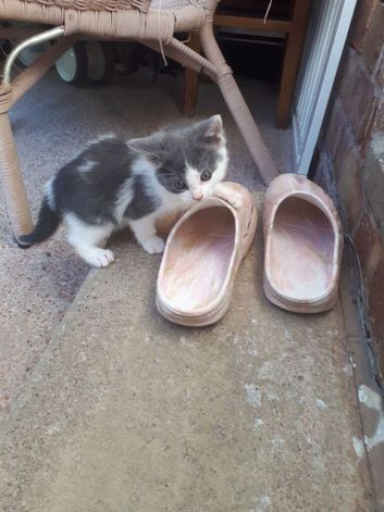 Grey and white girl kitten