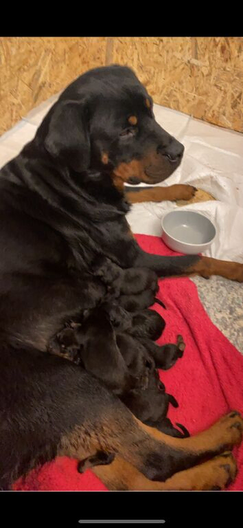 Big Rottweiler pups