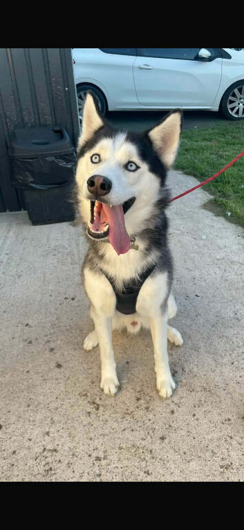 Dog for sale