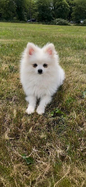 Pomeranian white male 10 months old