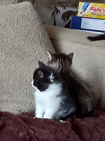 British shorthair Cross kittens