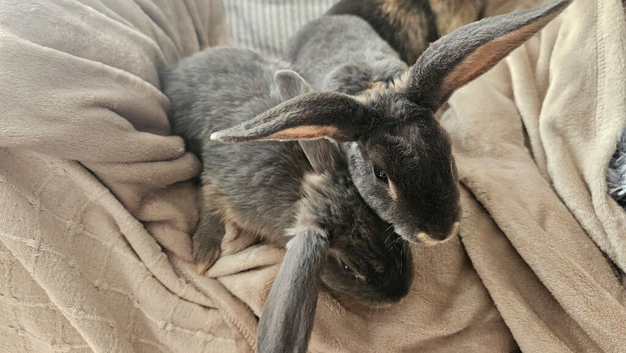 Pair of female young bunnies