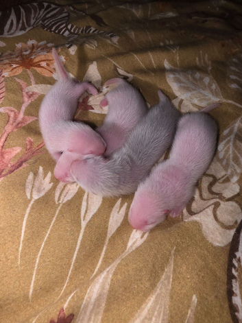 Baby ferrets